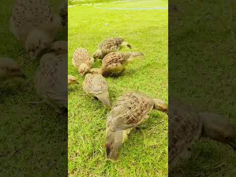 teetar family 🥰#viral #foryou