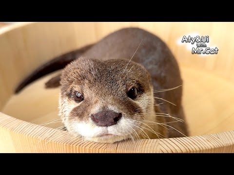 Otters That Loves Sweetfish So Much They Even Enjoy the Bones [Otter Life Day 941]