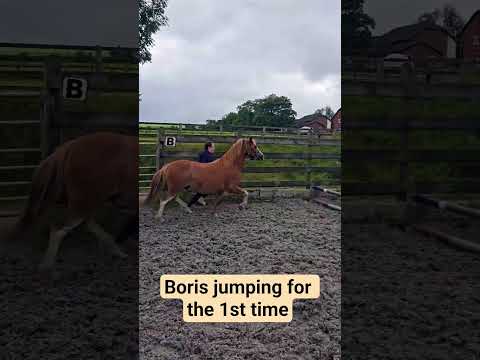My boy, only 3 months tame, jumping for the 1st time. #welshpony #pony #horse #welshy #animals