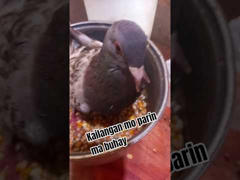 Paano ba sya kumain #kalapati #kalapatids #kalapatidsph #alburoloft #loft