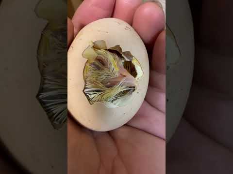 2匹目誕生間近🐣 #癒し