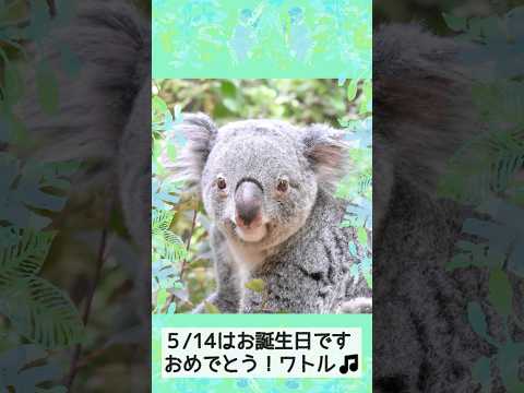 【東山動植物園公式】ワトルの日常〜お誕生日おめでとう〜《 コアラ 》 #short