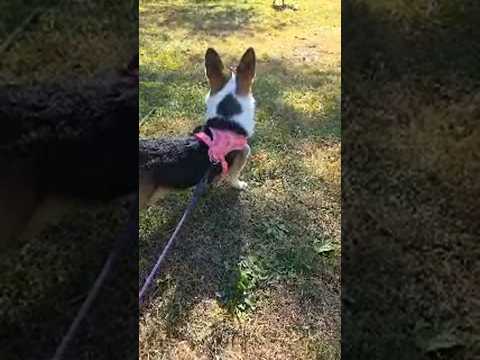 Nori needed a break #corgi #cutedog #puppy #pets #shorts