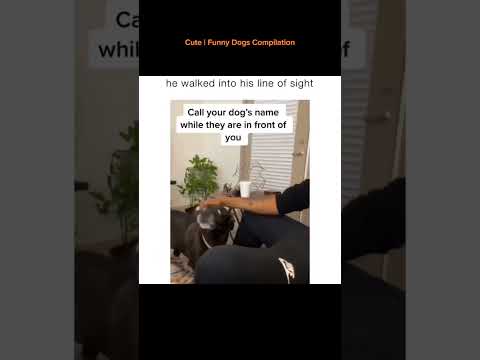 #funnydogs#cute#doglover#doglife#cure#dogshorts#pet#doglife#dogshorts