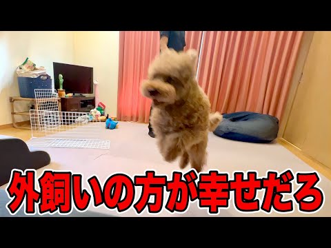 5年間体調不良のないトイプードルの生活は騒がしい。