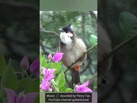 紅耳鵯在花朵間唱歌 #bird #birding #wildlife #公園 #大自然 #生態攝影 #趣味 #野生動物 #自然 #wings #鳥 #nature #cute #hk #花 #香港