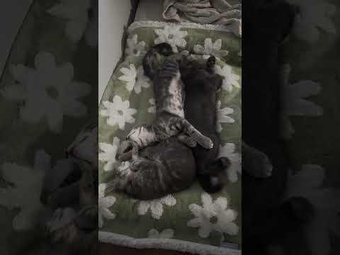 Cat Nap Beauties All my projects https_//website www.fewdoit.com