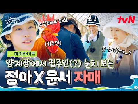 쉿🤫 집주인(?) 눈치 보며 달걀 수거하는 염정아X노윤서🐔🥚  #highlight #유료광고포함 #언니네산지직송3 EP.6