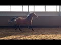 حصان الفروسية ‼️Jonge elegante ruin‼️