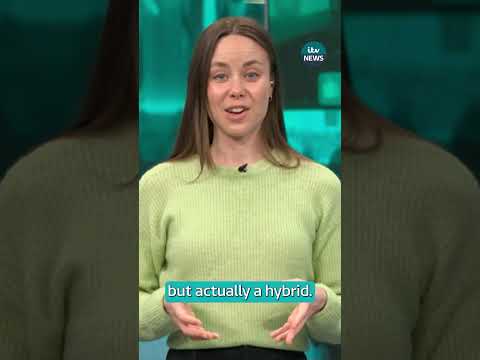 Did scientists really bring the extinct dire wolf back to life? #itvnews #shorts #direwolf