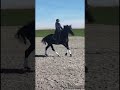 Dressage horse Lieve 12 jarige ruin te koop