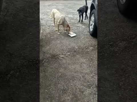 Gold hearted❤ who gave him food.  | Sharing is caring 😍 #shorts #dogs #kindhearted #straydogs