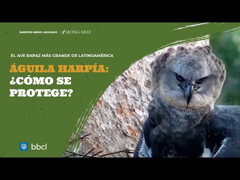 Águila harpía: ¿Cómo se protege al ave rapaz más grande de Sudamérica