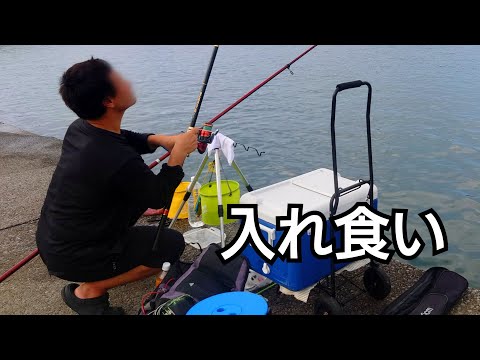 【最大26cm】開始5分でアジが！その後入れ食い！明るくなってからはウルメイワシが!!