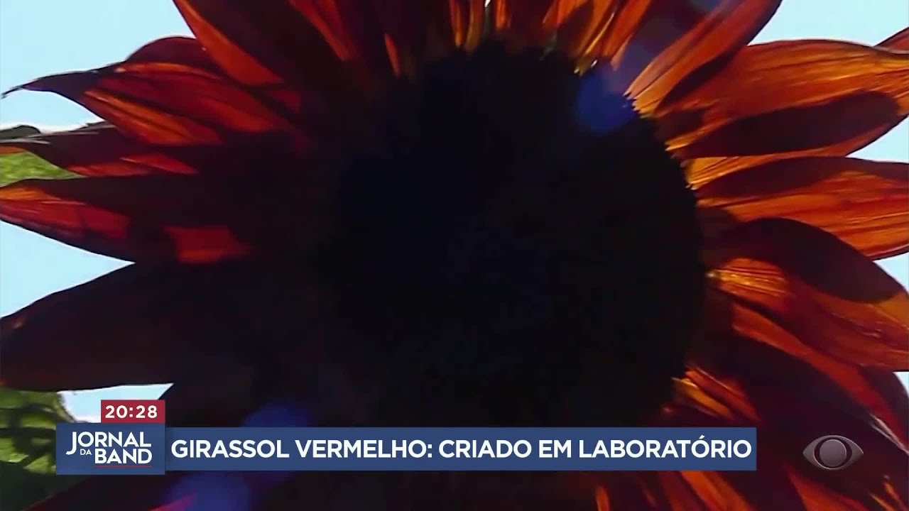 Girassol vermelho nova espécie foi criada em laboratório
