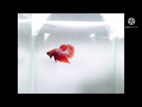 Yindee-fighting-fish-#EP-1/13 Yindee-fighting-fish-#EP-1/13