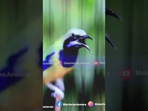 Isian Mercon Cucak Cungkok Gacor Full Isian