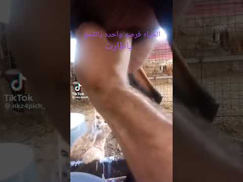 الحظ بيخبط على باب ليتك