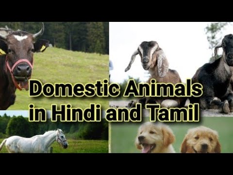 Domestic Animals Names in Hindi and Tamil#learnhindi #spokenhindi  #hindithroughtamil #hindilearn