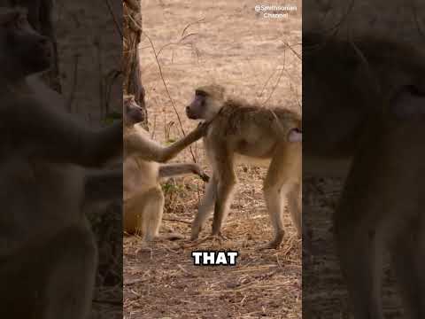 How intelligent are baboons? #shorts #animals #animalkingdom #baboon