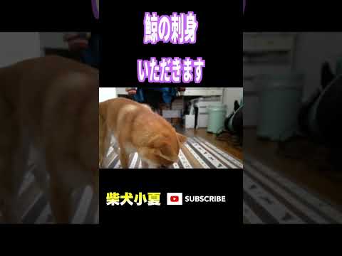 鯨の刺身いただきます