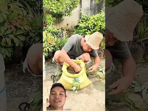 Ý Tưởng Trồng Khoai Lang Tuyệt Vời #farming