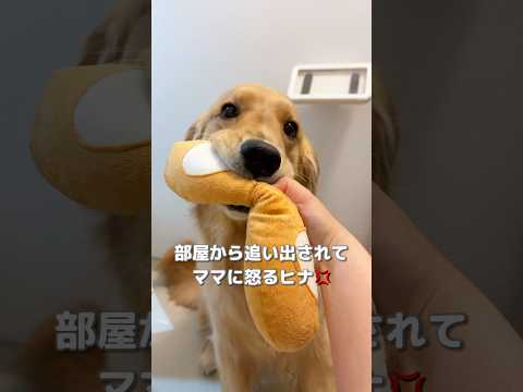 部屋から追い出されたことに怒る犬のパワーがやばすぎたww