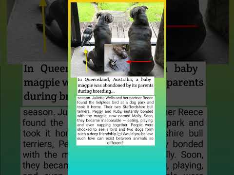 Dog Mom and Her Puppy Befriend Abandoned Magpie — A Friendship That Melted Hearts #shorts