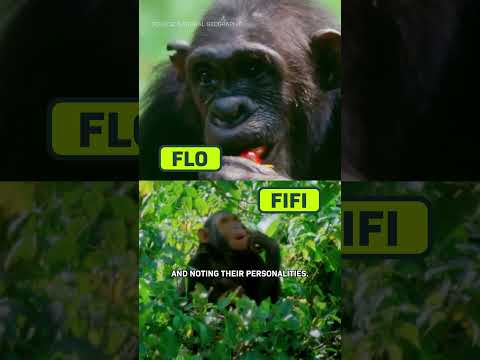 How Smart Are Chimps Really?