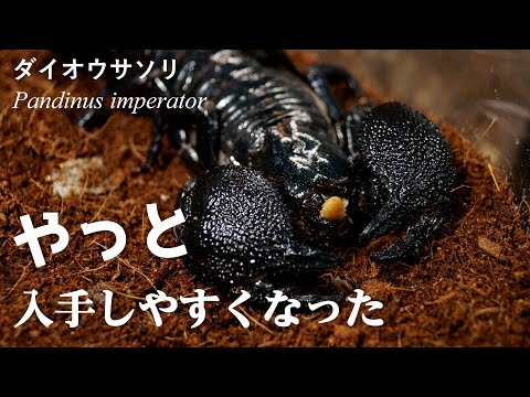 至高のサソリ再臨!飼育するなら今がチャンス♪【ダイオウサソリ】