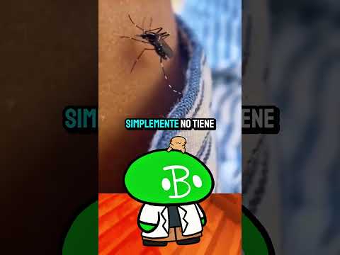 Los Mosquitos NO TRANSMITEN el VIH