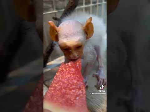 暑くても食欲が落ちないおばあちゃん達♫#shorts #おばあちゃん #動物 サムネイル