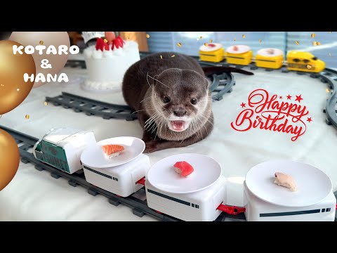 カワウソコタロー７歳の誕生日に寿司トレインを走らせたら大興奮！　Otter Kotaro’s Otterly Awesome Sushi Train Birthday Party!