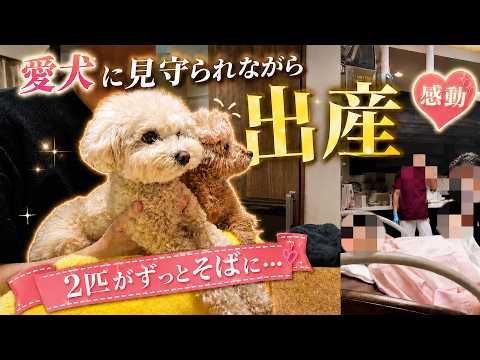 愛犬に見守られながら出産しました