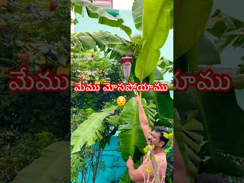 మేము మోసపోయాము😯 #banana #gardening #homegarden #keralachips #villagelife #shorts #village #ytshorts