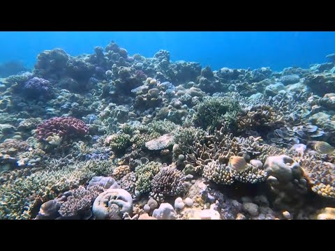 China releases first coral reef 'health check' on Xianbin Jiao