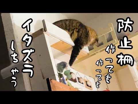 イタズラと好きが過ぎる猫