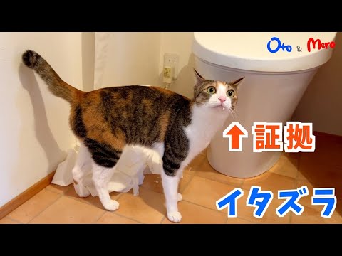 【元保護猫】私トレペいたずらしてません！と訴える猫の顔に白い証拠がついている｜猫じゃなく犬みたい、ボールを投げてくわえて持ってくる忠猫ペロ爆誕！｜なでなで＆おひざで遊ぶ甘えた猫｜kitten.cat.