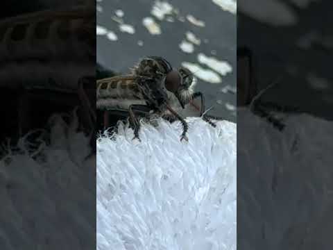 Can someone tell me what this is? #bugs #dragonfly #mosquito #viral #outdoors #shorts #detroit #wtf