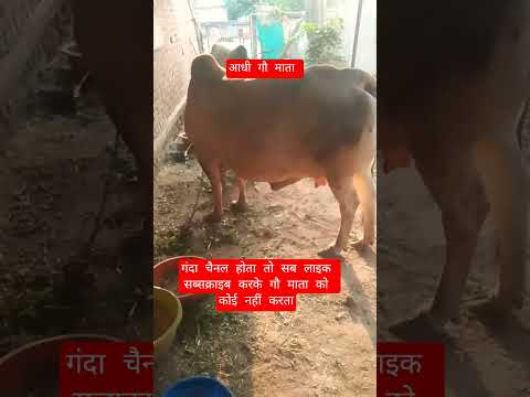 आधी गौ माता #13million #cow #motivation #100millon #gaumata #animals
