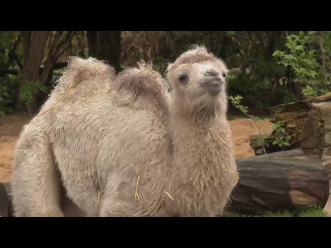 Birth of Bactrian camel delights staff at Cologne Zoo