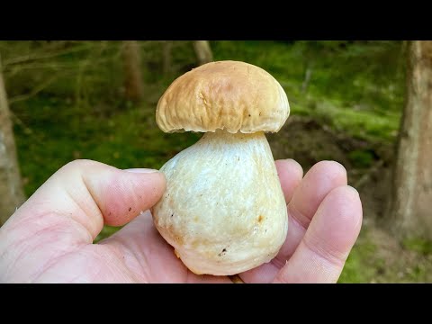 Brdy 30.11.: Poslední hřib sezóny 2024! Zimní houbaření #houbaření #mushroomhunting