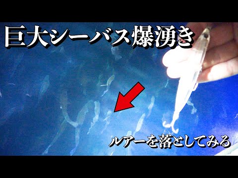 【衝撃】橋の下をライトで照らすと70センチ越え巨大シーバスが入れ食いに！！！！