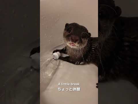 Otter Belle’s Amazing Bottle Trick!
