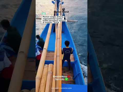 Momen langka di mana sekelompok ikan lumba-lumba mendekati perahu nelayan di Pantai Santolo, Garut