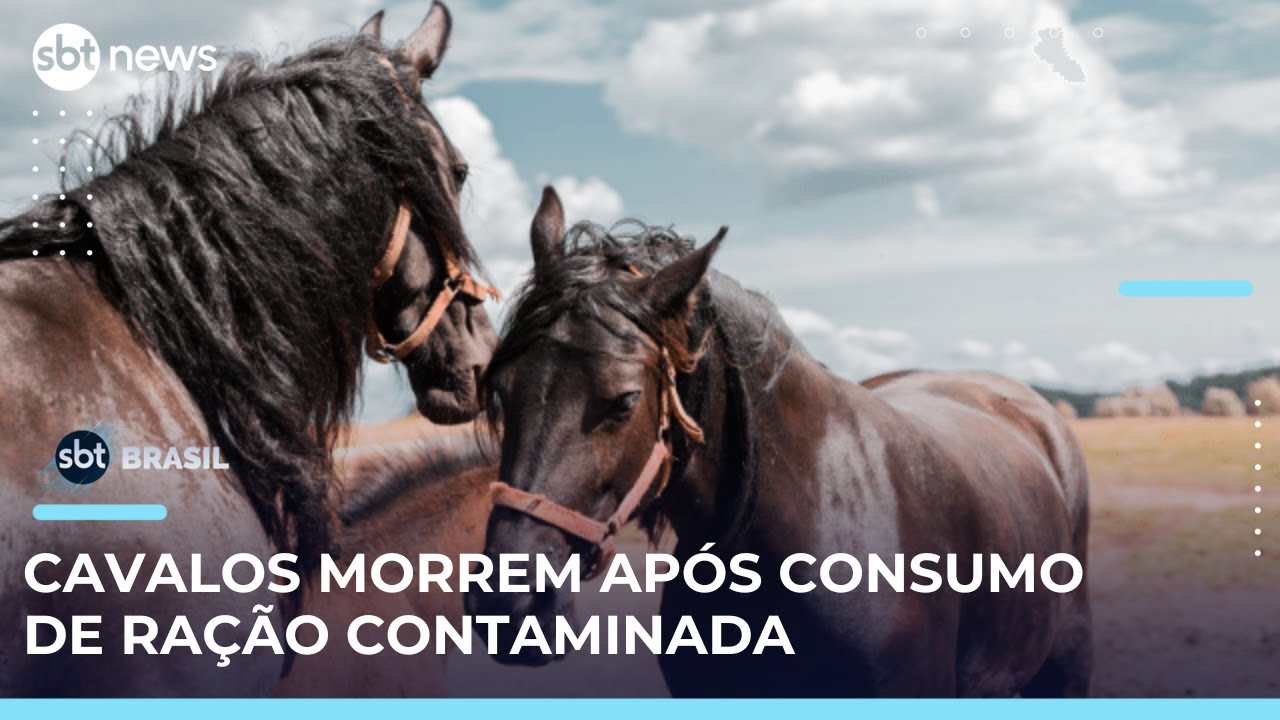 Ministério da Agricultura investiga mortes de cavalos em Haras após consumo de ração | SBTBrasil
