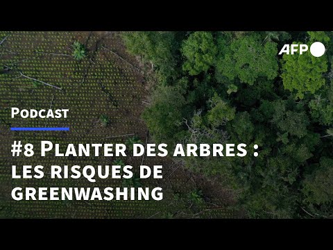 #8 Planter des arbres pour la compensation carbone : danger “greenwashing”