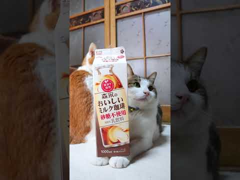 猫の動画サムネイル - 森永のおいしいミルク珈琲 砂糖不使用　250523　#のせ猫  #cat #ねこ #cute #ネコ #猫のいる暮らし