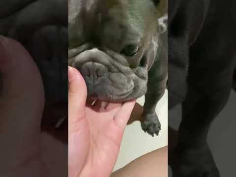 อุ๋งๆงับfrenchbulldogluisfr