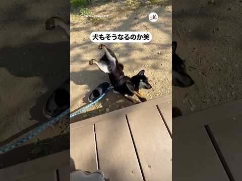猫の動画サムネイル - 【悲劇】ジョン気持ちいいねえ→え？｜PECO